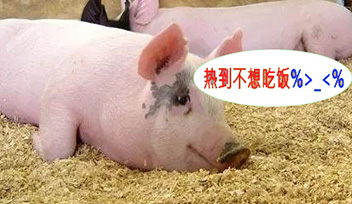 夏季猪群不吃食，找到根本原因才能轻松应对！