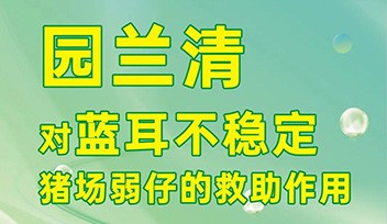 园兰清对蓝耳不稳定猪场弱仔的救助作用！