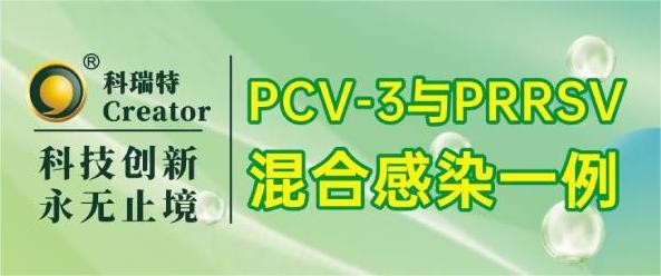 案例分享 | PCV-3与PRRSV混合感染一例